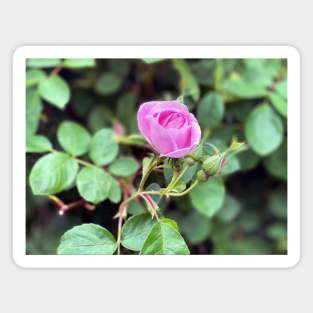 Rose in Spring Magnet